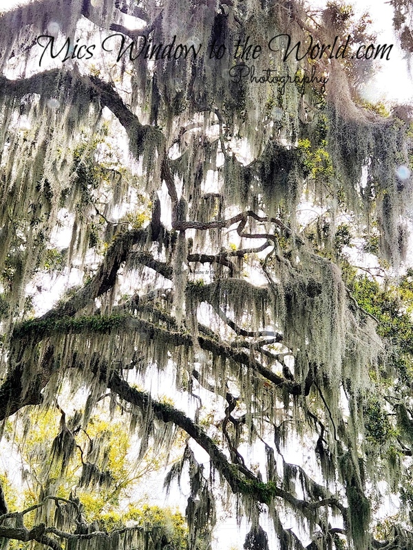 Spanish Moss.jpg