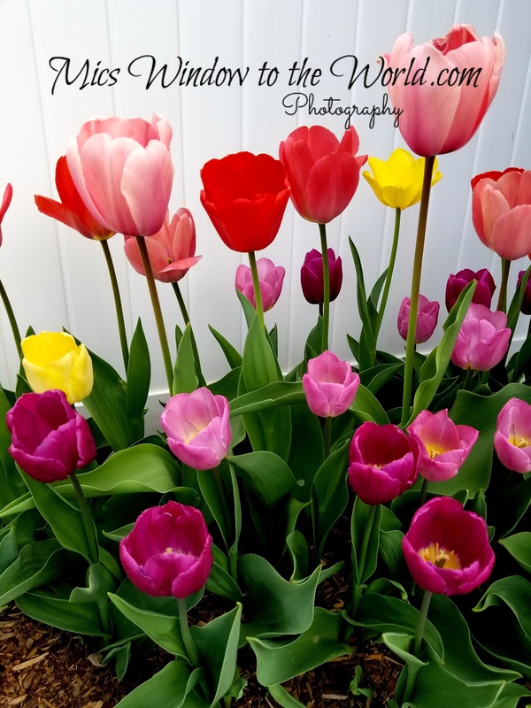 Spring Tulips.jpg