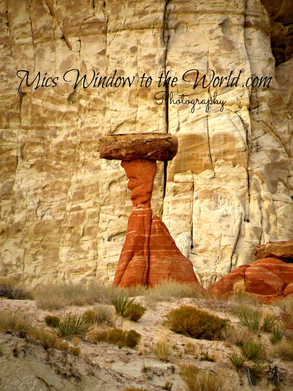 The Toadstools 1(1).jpg