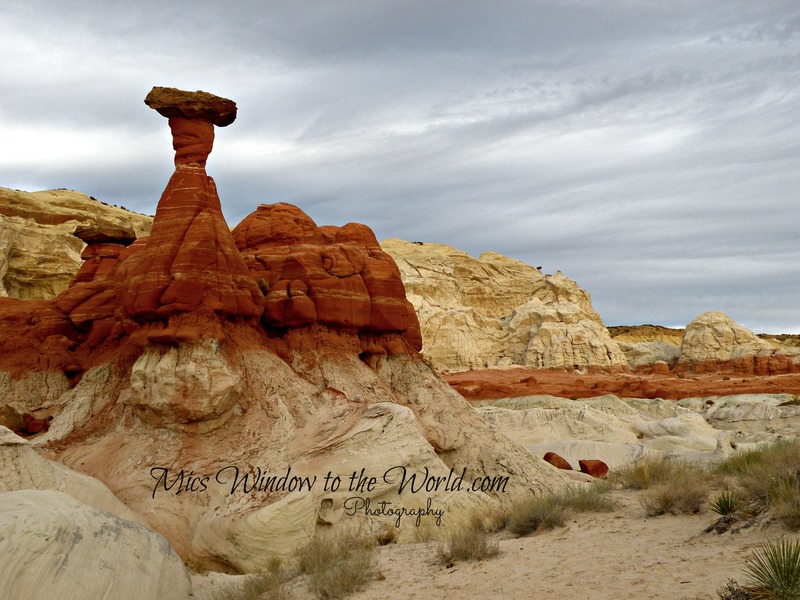 The Toadstools 4.jpg