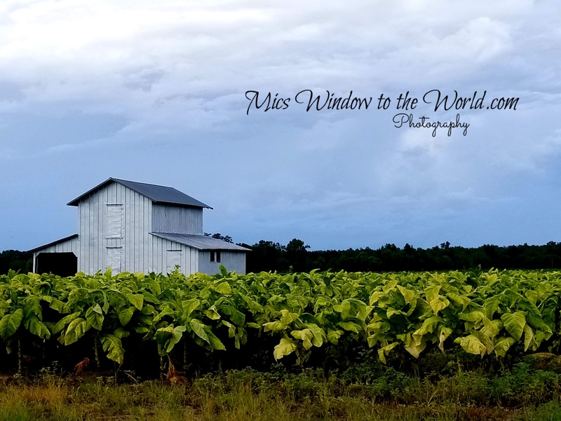 Tobacco Field.jpg