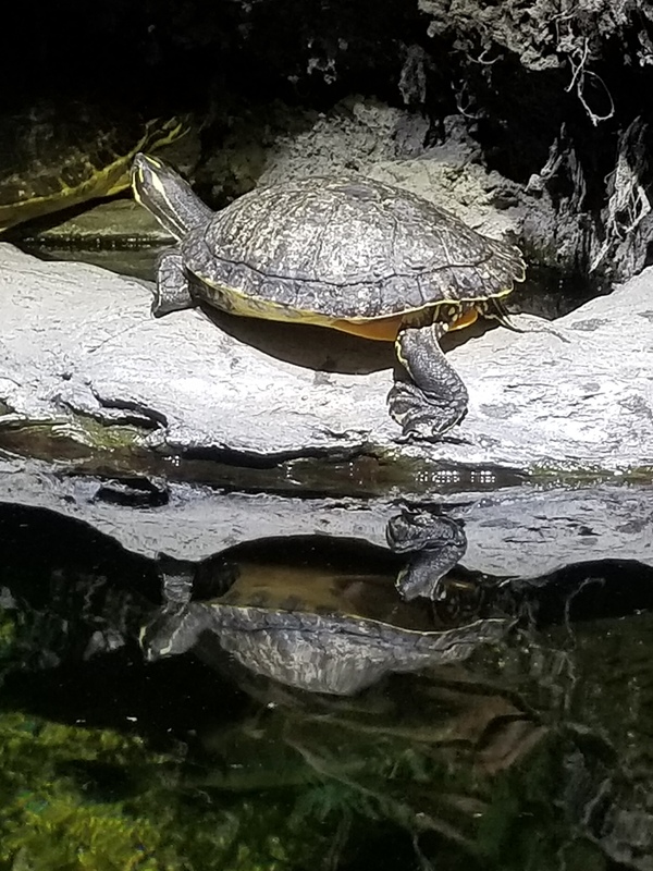 Water Turtle.jpg