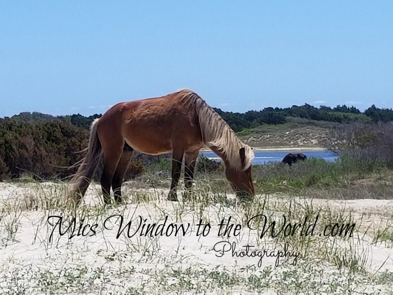 Wild Ponies 6.jpg