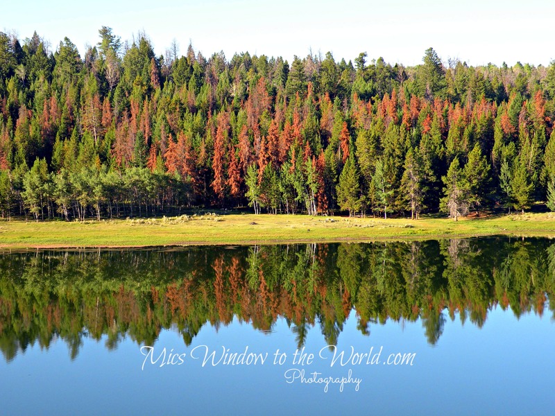 Wyoming Reflection(1).jpg