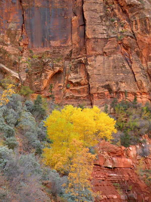 Zion Natl Park 4.jpg