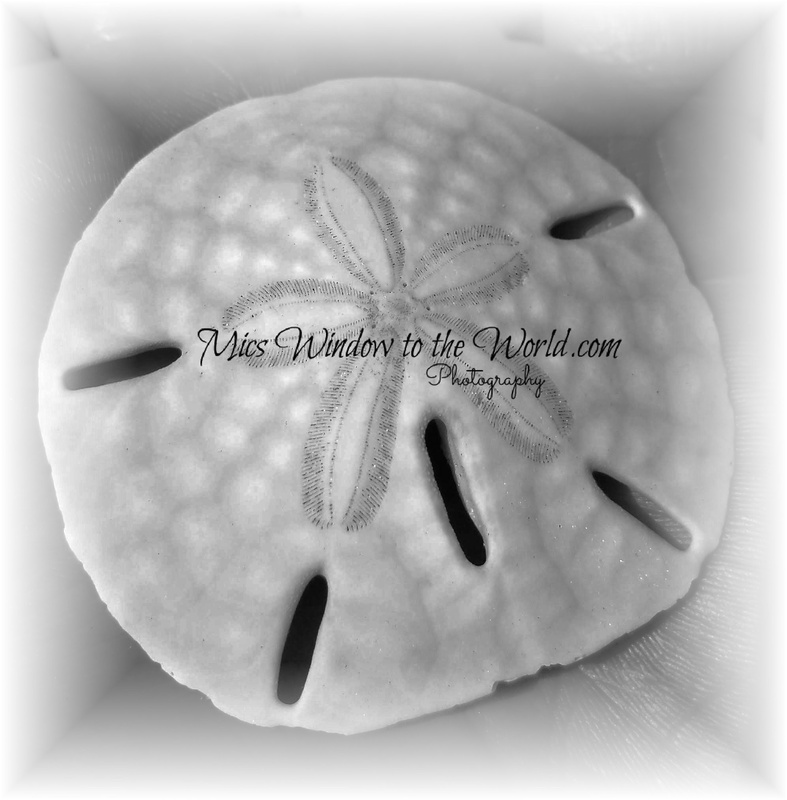 sand dollar bw.jpg