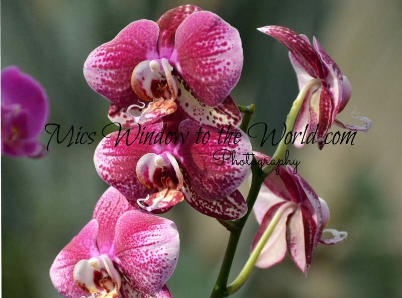 116 Orchid.jpg