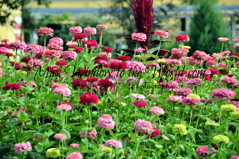 120 Wild Flowers.jpg