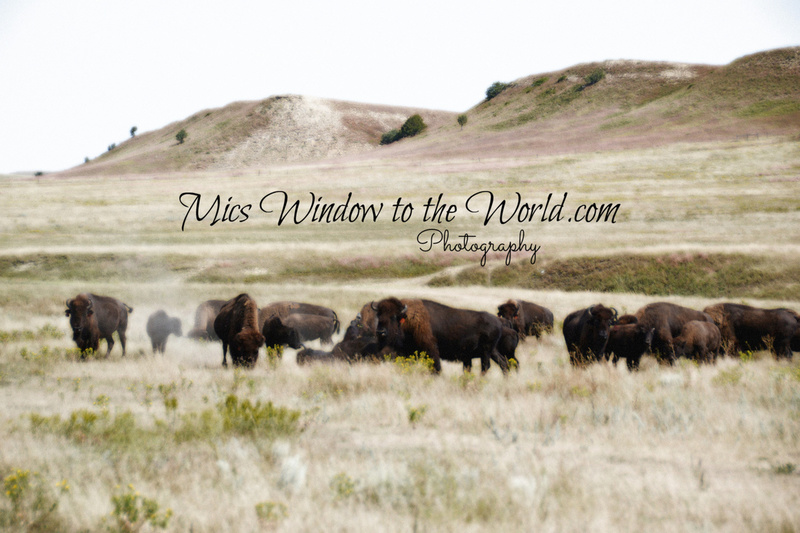 Buffalo Gap Grasslands 3.jpg