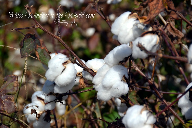 Cotton Field 1.jpg