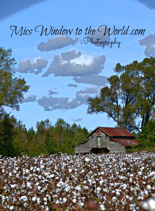 Cotton Field 10 backlit.jpg