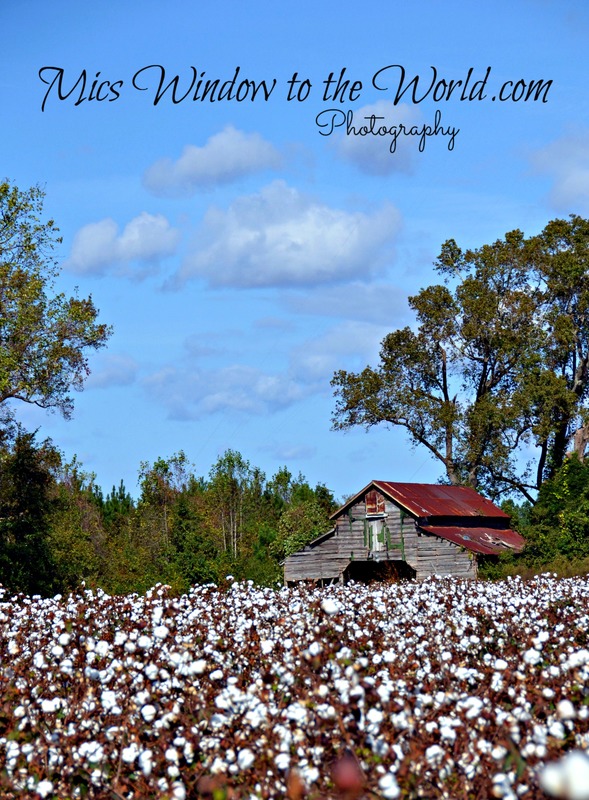 Cotton Field 11.jpg