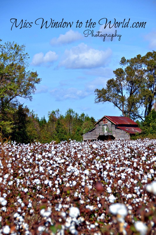 Cotton Field 14.jpg
