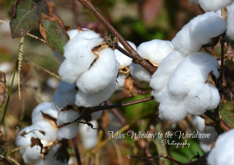 Cotton Field 4.jpg