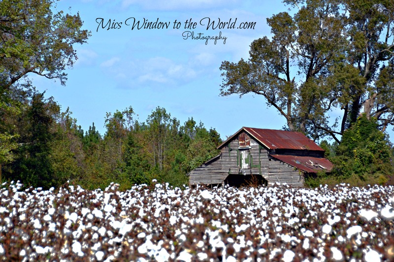 Cotton Field 6 backlit.jpg