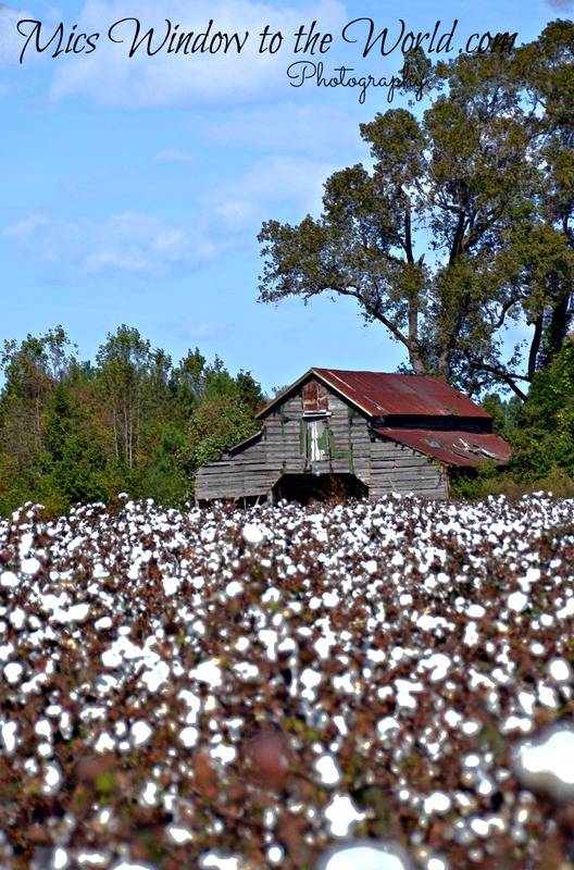 Cotton Field 8 backlit.jpg