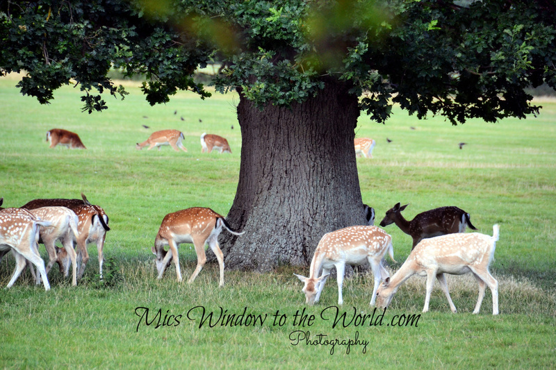 Fallow Deer 6.jpg
