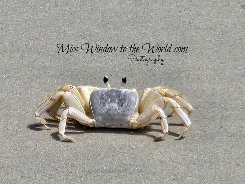 Ghost Crab 5.jpg