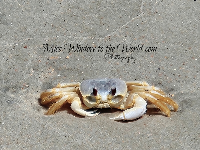 Ghost Crab 6.jpg