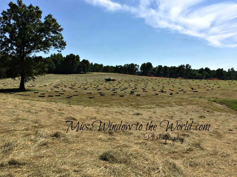 Hay Fields 1.jpg