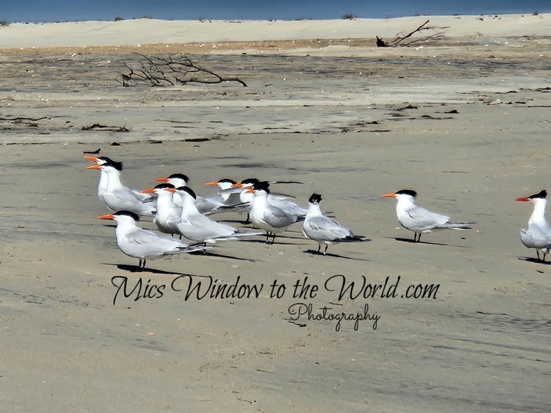 OBX Royal Terns.jpg