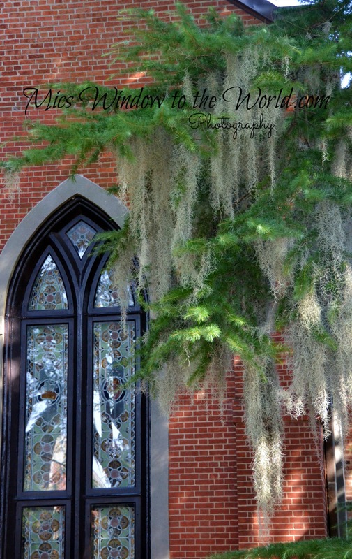 Spanish Moss 2.jpg