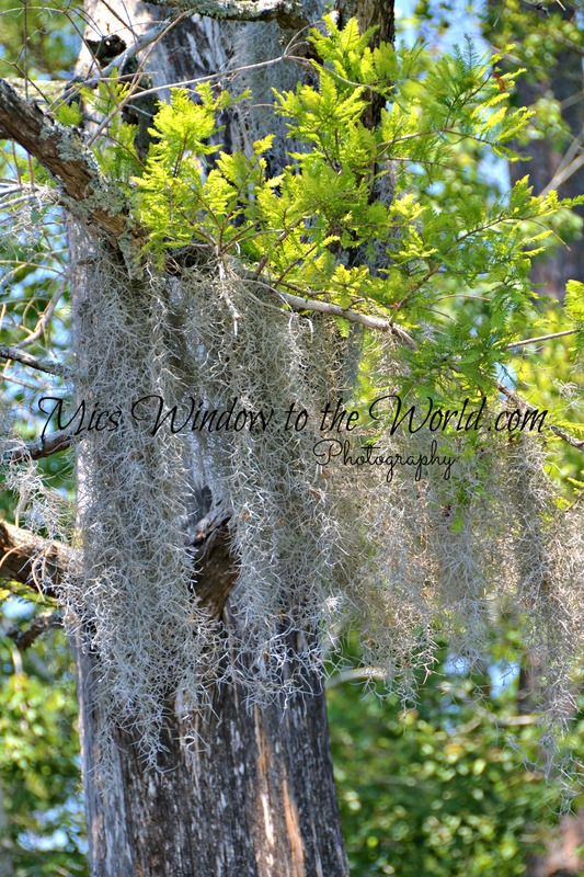 Spanish moss 3.jpg