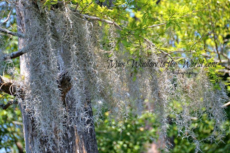 Spanish moss 4.jpg
