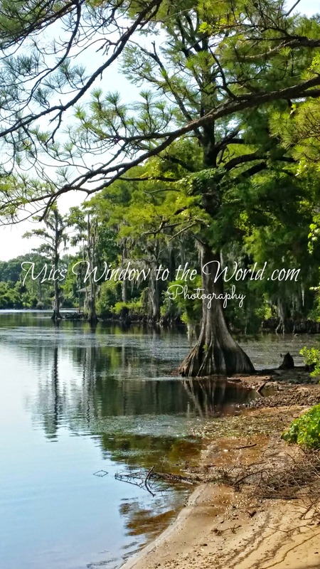 Trent River Low Tide.jpg