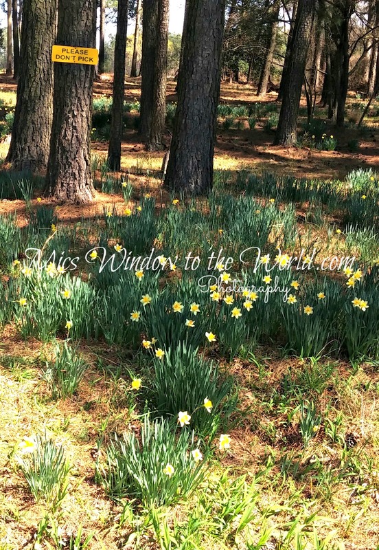 Wild Daffodils 3.jpg