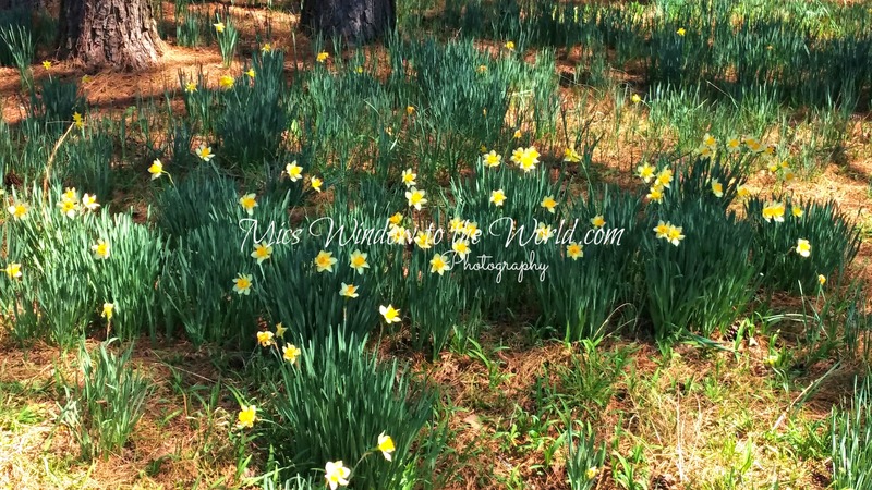 Wild Daffodils 4.jpg