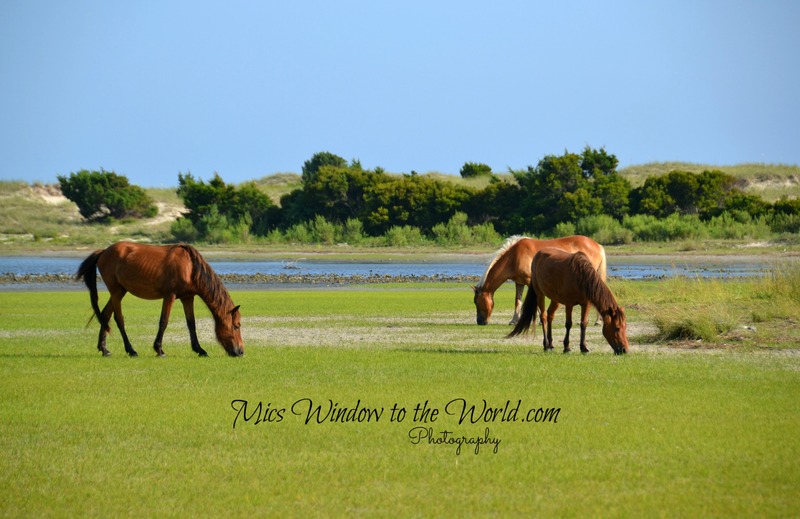 Wild Ponies 1.jpg