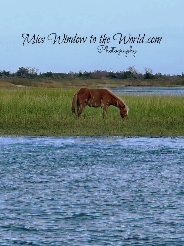 Wild Ponies 10.jpg