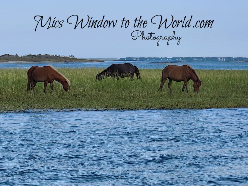 Wild Ponies 13.jpg