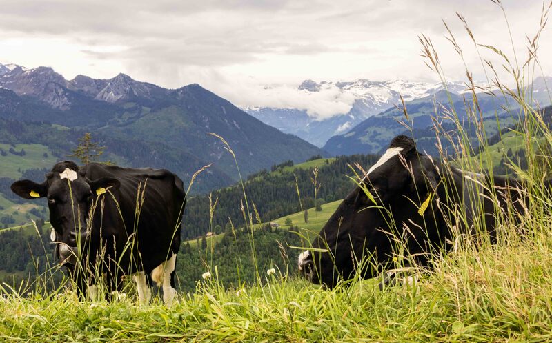 GQ7A0325 copy (1).jpg