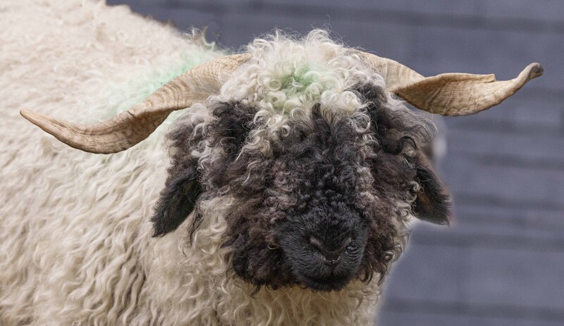 GQ7A1166 copy (1).jpg