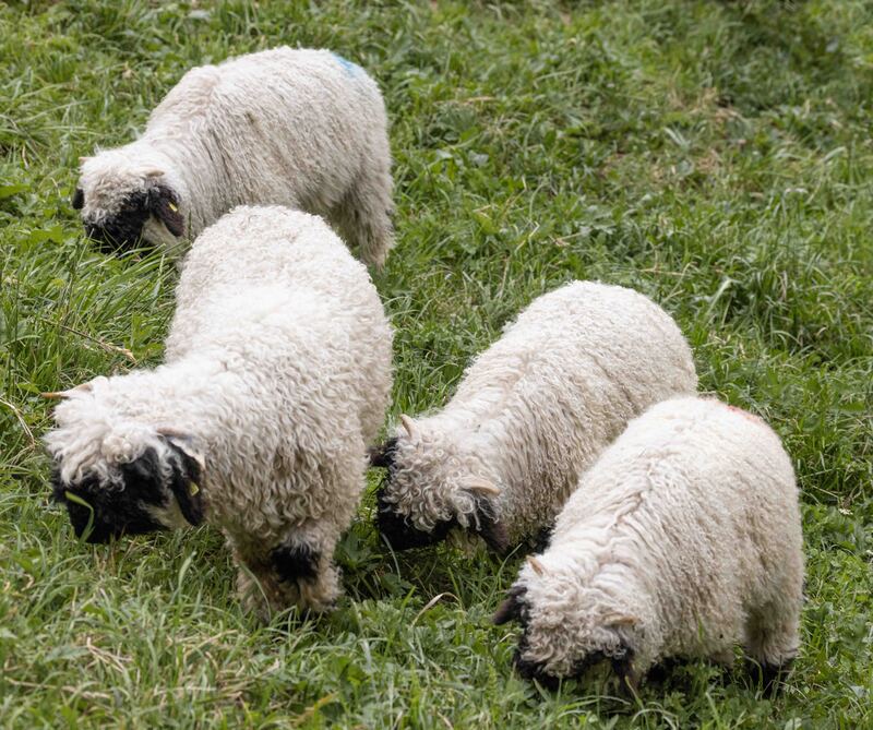 GQ7A1168 copy (1).jpg