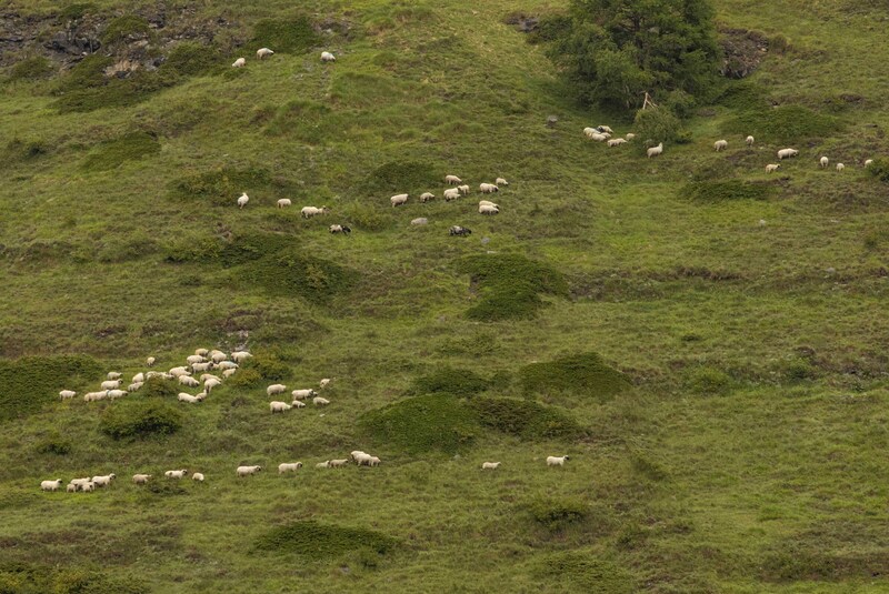 GQ7A1218 copy (1).jpg :: A flock of Black Nose Sheep make their home on a hillside in Zermatt.