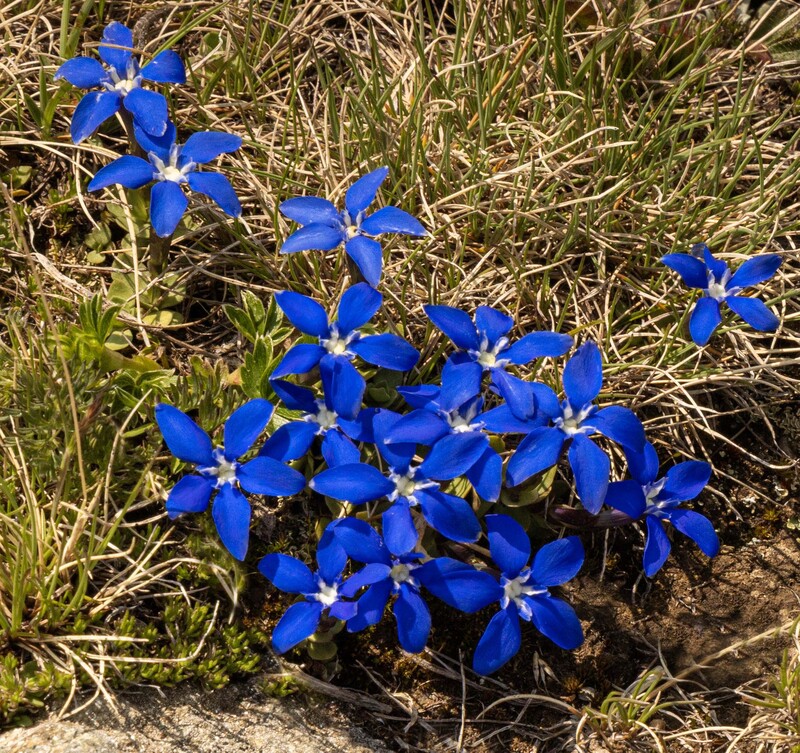 GQ7A1599 copy (1).jpg :: By now you may have noticed that wildflowers are everywhere.