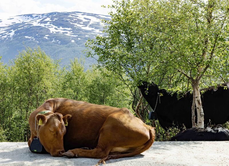 GQ7A3806 copy(1).jpg