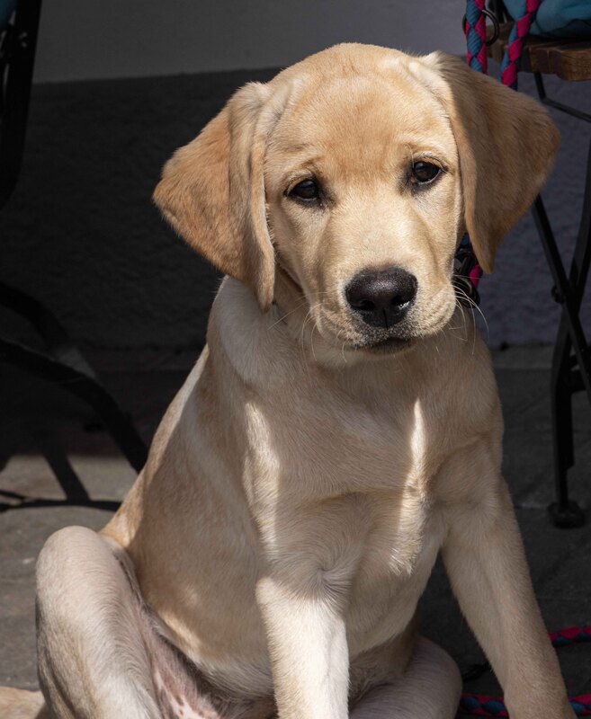 GQ7A8112 copy (1).jpg :: This is a cute young fellow we met in Murren.