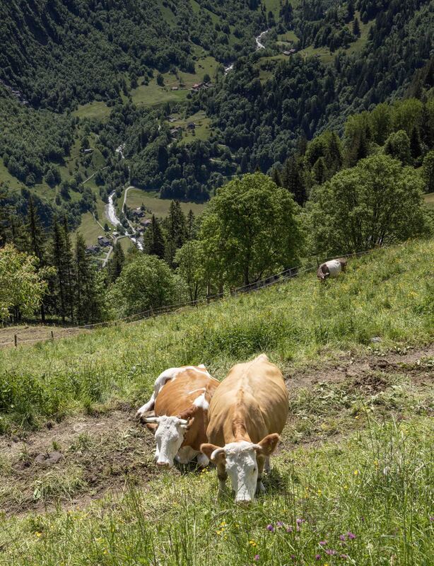 GQ7A8277 copy (1).jpg :: Cattle need to be surefooted.