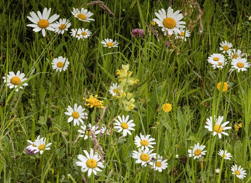 GQ7A9462 copy (1).jpg