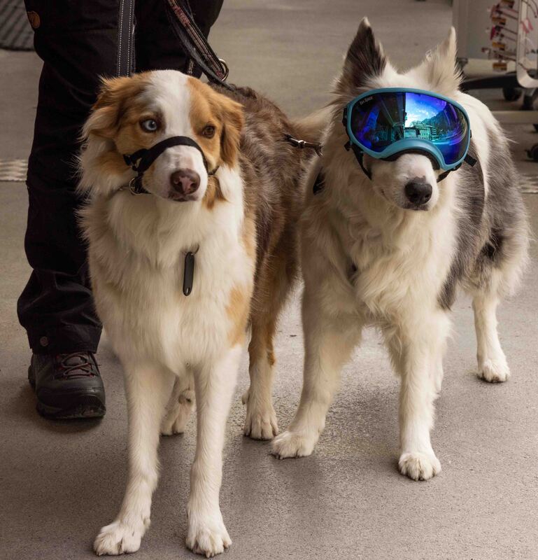 GQ7A9818 copy (1).jpg :: Back down in Wengen. Switzerland likes dogs.