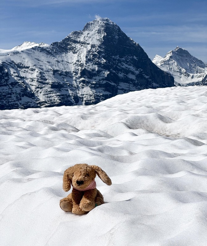 IMG_1457 copy (1).jpg :: Little Wilber loves to hike and meet new friends. Since we can't bring our golden retrievers Willow and Molly, Wilber stands in and poses for them.