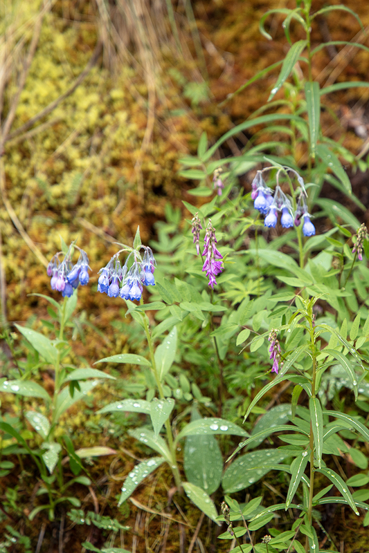 5G7A0065_R1 copy.jpg