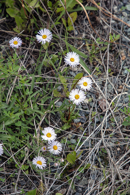 5G7A0209_R1 copy.jpg