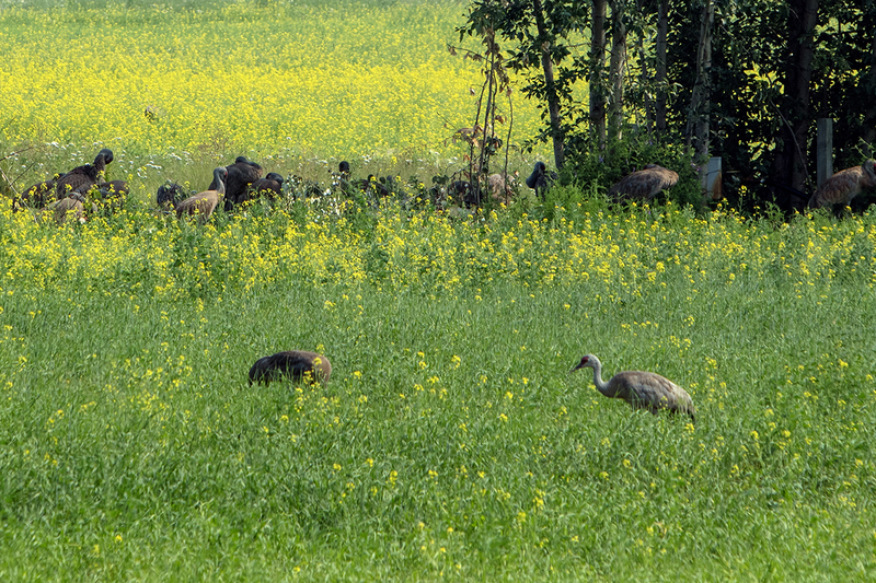 5G7A0485_R1_1 copy.jpg