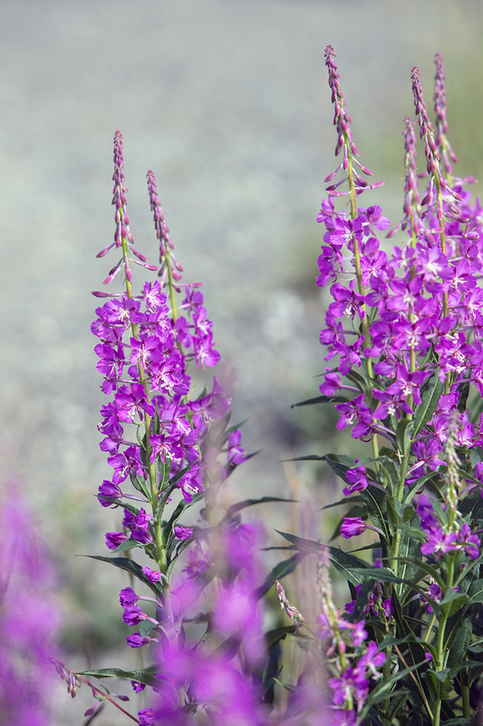 5G7A1199_R1 copy.jpg