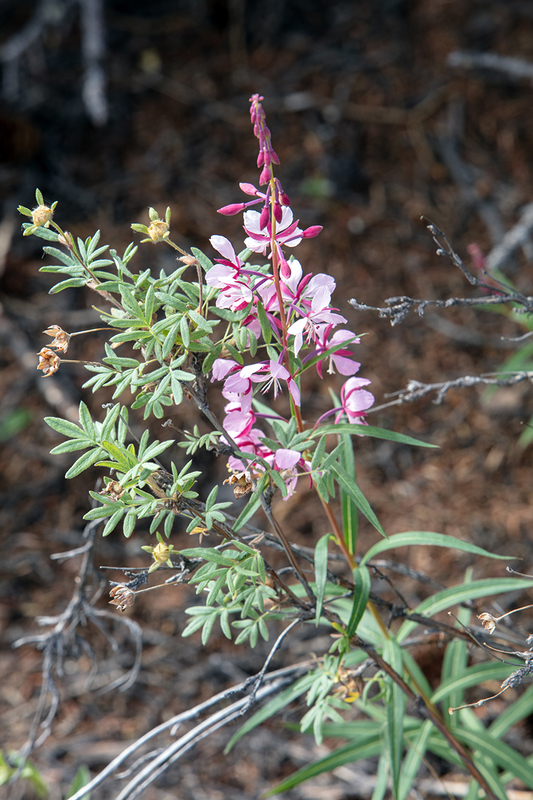 5G7A1242_R1 copy.jpg